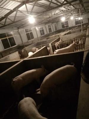 宁远生态农业发展公司 打造绿色健康家禽全链条销售服务