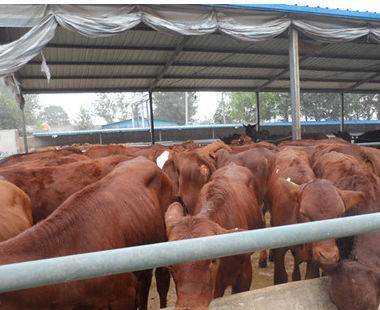 滨州家禽销售 波尔山羊、小尾寒羊、肉牛犊等优质家畜供应