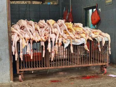 家禽销售 菜市场中的鲜活一角
