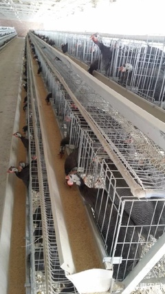 珍珠鸡苗特惠限时抢购，仅限今日！