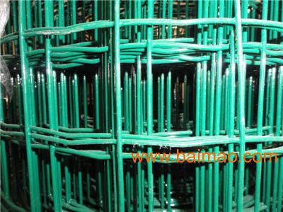 佰中杰直销荷兰网与家禽养殖网 优质生产厂家与价格解析