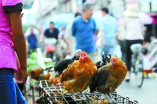 上海禁售外来散养家禽新规 只禁散户鸡，对市场影响几何？