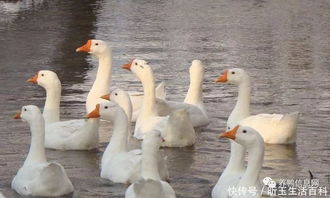 养鸭还是养鹅？从经济效益与销售视角看家禽养殖致富选择