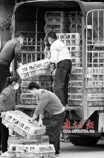 市场观察 家禽行情初显回暖迹象，销售渠道迎来新机遇