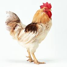 江苏新农村家禽孵化场 科技赋能养殖，绿色健康引领家禽销售新风尚