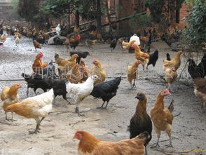 供应江西抚州优质土鸡苗，家禽销售一站式服务