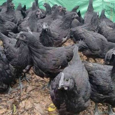 四川宜宾筠连县金陵乌鸡 优质活禽批发与市场前景分析