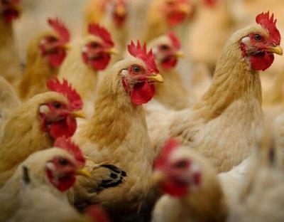 湘佳股份 黄羽肉鸡行情有望进入上升周期，今年出栏目标锁定1亿羽