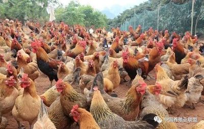 散养土鸡致富秘籍 十大高效销售方法助力家禽产业腾飞