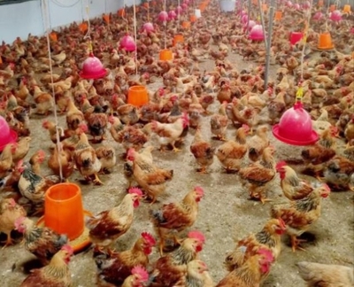 昆明安茂畜牧发展 匠心打造家禽产业新标杆