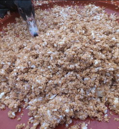 秋冬进补正当时，龙海浮宫自家正番母鸭零售批售