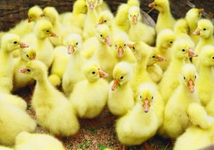 沭阳县正宏家禽购销站 涿州鹅苗价格与优质供应商解析