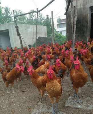 大红公鸡苗与笨鸡苗 优质家禽的常年销售与选购指南