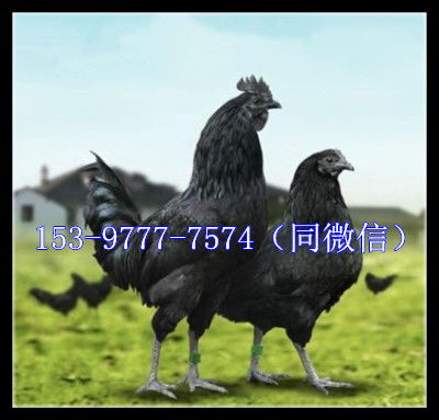 阆中绿壳蛋鸡苗今日价格笼养