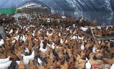 深度报道 最是尤物动人心——盘点雪峰乌骨鸡产业发展现状与家禽销售