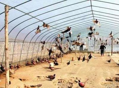 农村家禽销售致富项目 商机与实施路径