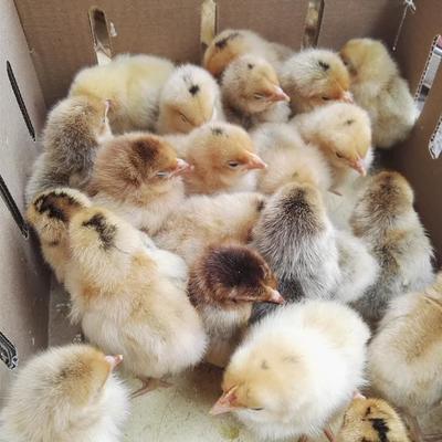 麻羽高产绿壳蛋鸡苗 厂家直销，年产300枚土鸡蛋的优质选择