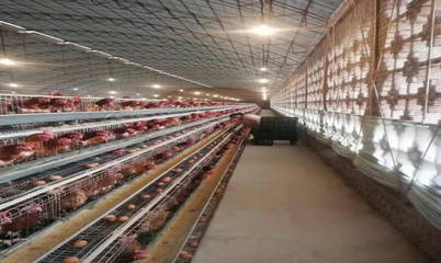 文水县俊国养殖家庭农场 优质家禽直供，健康美味值得信赖